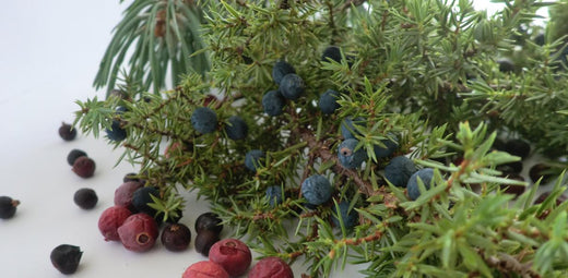 Botanicals und Mazeration